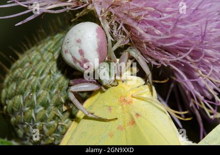 Weißgebänderte Krabbenspinne, Misumenoides formosipes, füttert an gefangenem wolkenlosem Schwefel, Phoebis sennae, an Tall Thistle, Cirsium altissimum Stockfoto