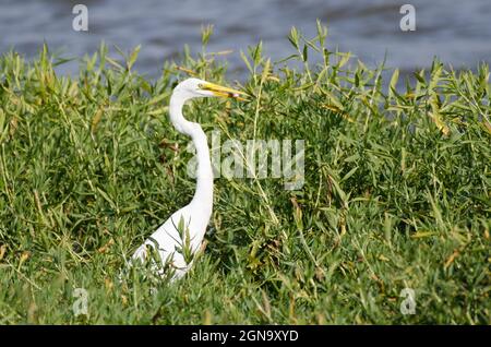 Silberreiher, Ardea alba, mit Beute Stockfoto