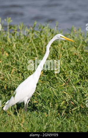 Silberreiher, Ardea alba Stockfoto