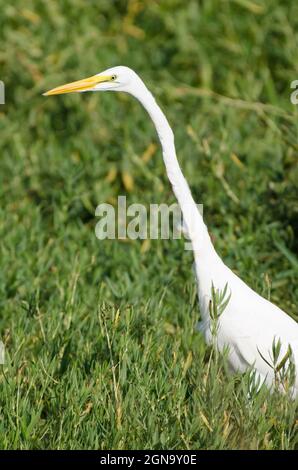 Silberreiher, Ardea alba Stockfoto