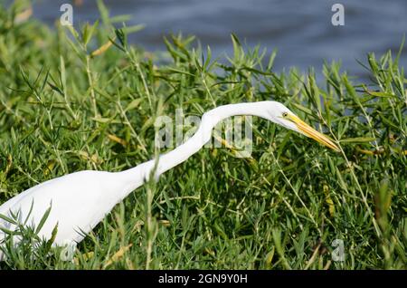 Silberreiher, Ardea alba, Jagd Stockfoto