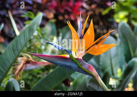 Leuchtend grüner Goldstaub-Gecko thront auf einem leuchtend orangefarbenen Paradiesvogelblume. Stockfoto