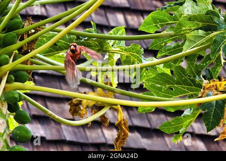 Nördlicher roter Kardinal, der auf den Betrachter zufliegt. Stockfoto