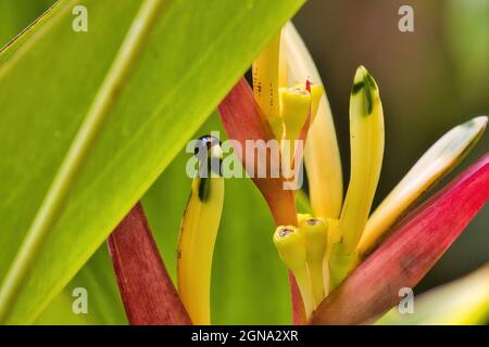 Stahlblauer Aldybird-Käfer, versteckt in einer farbenfrohen tropischen Blume. Stockfoto