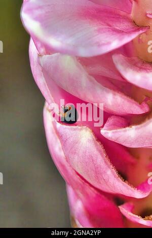 Kleiner Blaukehlchen-Marienkäfer, der sich in den Falten einer rosa Ingwerblume versteckt. Stockfoto