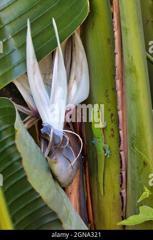 Leuchtend grüner Goldstaub-Gecko versteckt sich neben einem weißen Paradiesvogelblume. Stockfoto