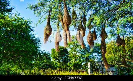 Sonniger Tag, hängende Vögel viele nisten in einem Akazienzweig. Landschaftsansicht einer Gruppe von Baya-Weber-Vogelnestern, die auf dem Akazienbaum hängen. Stockfoto