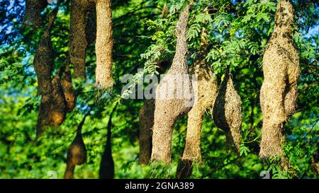 Starkes Sonnenlicht fällt auf Baya Weaver Vogelnester. Nest hängt an der Akazie. Stockfoto