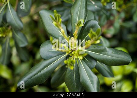 Nahaufnahme Makro Pittosporaceae Tobira Pflanze, Beerenpflanze, blühende Blume Stockfoto