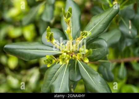 Nahaufnahme Makro Pittosporaceae Tobira Pflanze, Beerenpflanze, blühende Blume Stockfoto