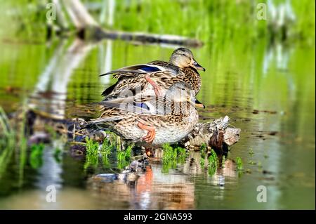 Zwei weibliche Stockenten (Anas platyrhynchos), die in einem Sumpfgebiet im ländlichen Alberta, Kanada, ruhen Stockfoto