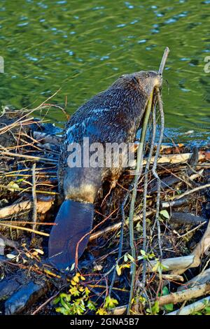 Ein ausgewachsener Biber 'Castor canadensis', der mit Weidenknödeln auf und über seine Mutter klettert, um ihn für den kommenden Winter in seinem Futterlager zu retten Stockfoto