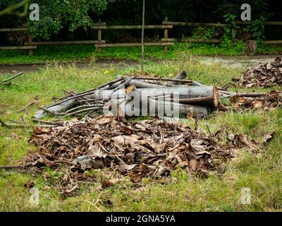 Die Baumstämme in verschiedenen Größen geschnitten, auf einem Bauernhof Stockfoto