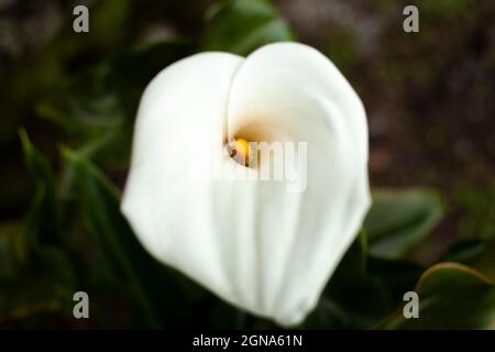 Arum Lily a aethiopica close up Makroblume exotische Blüte Stockfoto