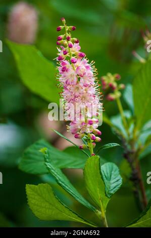 Summersüss „Rubingewürz“ (Clethra alnifolia). Cathedral of the Pines, Rindge, New Hampshire Stockfoto