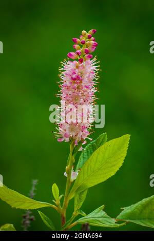 Summersüss „Rubingewürz“ (Clethra alnifolia). Cathedral of the Pines, Rindge, New Hampshire Stockfoto