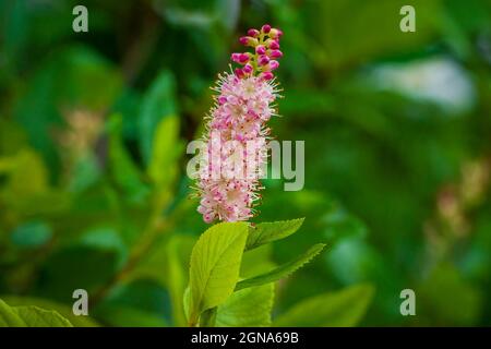 Summersüss „Rubingewürz“ (Clethra alnifolia). Cathedral of the Pines, Rindge, New Hampshire Stockfoto