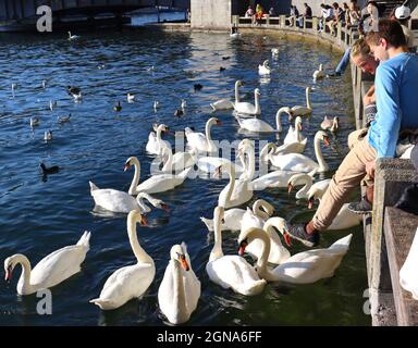 22. September 2021, Zürich, Kanton Zürich, Schweiz: Schwäne versammeln sich während der Eröffnung des Zurich Film Festivals am Zürichsee (Bildquelle: © Amy Katz/ZUMA Press Wire) Stockfoto