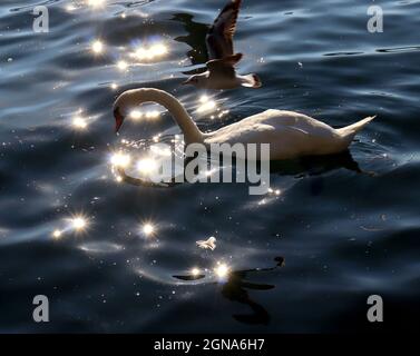 22. September 2021, Zürich, Kanton Zürich, Schweiz: Möwe fliegt während der Eröffnung des Zurich Film Festivals über den Schwan im Zürcher See (Bildquelle: © Amy Katz/ZUMA Press Wire) Stockfoto