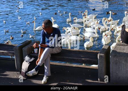 22. September 2021, Zürich, Kanton Zürich, Schweiz: Schwäne versammeln sich während der Eröffnung des Zurich Film Festivals am Zürichsee (Bildquelle: © Amy Katz/ZUMA Press Wire) Stockfoto