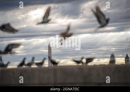 Washington, Usa. September 2021. Das Washington Monument wird am Donnerstag, dem 23. September 2021, als Tauben auf einer Mauer an der Union Station in Washington, DC, sitzen. Foto von Ken Cedeno/UPI Credit: UPI/Alamy Live News Stockfoto