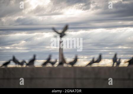 Washington, Usa. September 2021. Das Washington Monument wird am Donnerstag, dem 23. September 2021, als Tauben auf einer Mauer an der Union Station in Washington, DC, sitzen. Foto von Ken Cedeno/UPI Credit: UPI/Alamy Live News Stockfoto