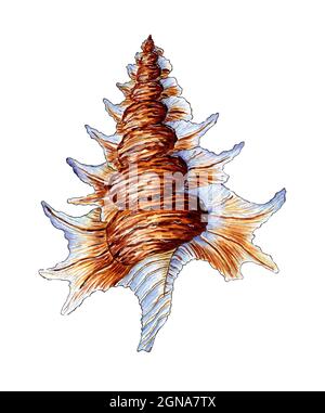 Aquarell-Illustration einer großen beige-blauen Muschel mit schönen Zähnen. Unterwasserwelt. Tropische Muschel. Äußeres Skelett eines Weichtiere Typ mar Stockfoto