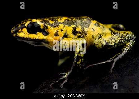 Goldene poison Frog (Phyllobates Terribilis) Stockfoto