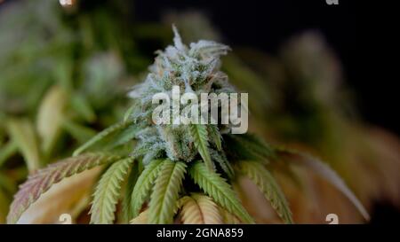 THC CBD Bud Nahaufnahme von Trichomen Cannabis Marihuana Stockfoto