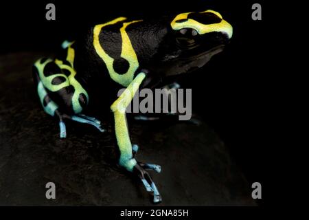 Gelb gebänderter Giftfrosch (Dendrobates leucomelas) Stockfoto