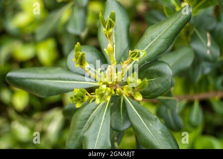 Nahaufnahme Makro Pittosporaceae Tobira Pflanze, Beerenpflanze, blühende Blume Stockfoto