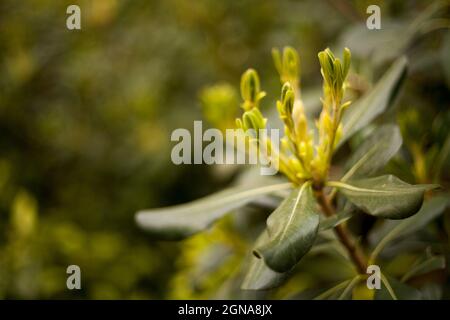 Nahaufnahme Makro Pittosporaceae Tobira Pflanze, Beerenpflanze, blühende Blume Stockfoto