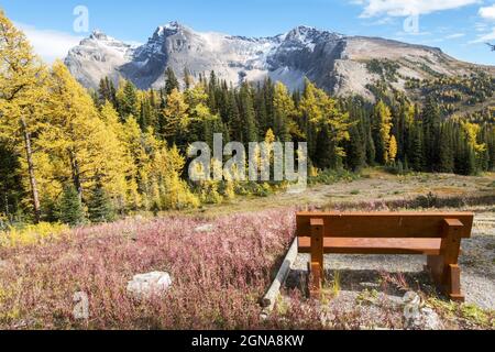 Wooden Park Rest Bench und Autumn Foliage Colors malerische Landschaft auf einem Wanderweg im Banff National Park, Canadian Rocky Mountains Stockfoto