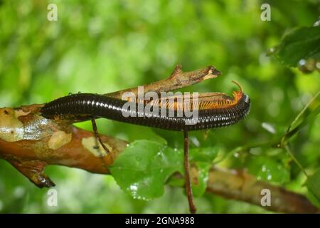 Sri Lanka Millipede ist eine der schönen Schöpfung der Mutter Natur. Stockfoto