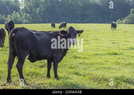 Die schwarze Angus-Mischkuh blickt zurück auf die Kamera mit den im Hintergrund grasenden Hirten auf der grünen Weide. Stockfoto
