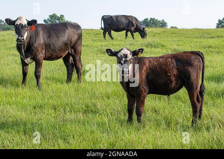 Schwarzes baldy Steer Kalb im Vordergrund mit Färse und Kuh im Hintergrund auf einer üppigen, sommerlichen Weide. Stockfoto