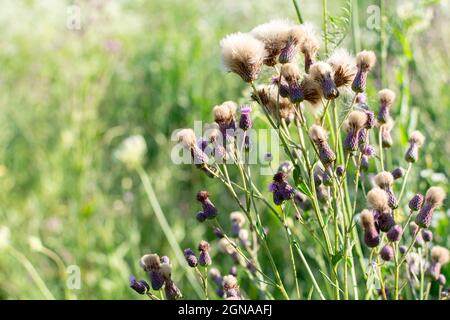 Maisdistelsamen. Unkraut auf einem Feld bei Sonnenuntergang. Stockfoto