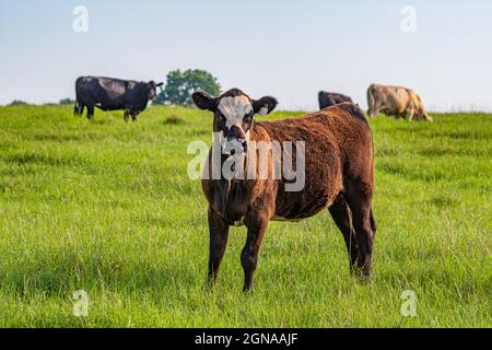 Schwarze baldige kommerzielle gekreuzte Kalb im Vordergrund Blick auf die Kamera mit reifen Kühen grasen im Hintergrund in üppigen Sommer Weide. Stockfoto