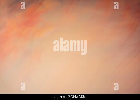 Abstrakter dunkelorange-beiger Hintergrund mit stark verschwommenen Blättern und Ästen. Herbstfarben. Fotoeffekt. Stockfoto