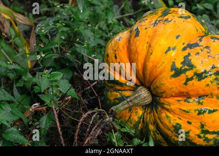 Großer gelber nasser Kürbis im herbstlichen Gemüsegarten nach dem Regen. Ernte im Dorf. Echtes Foto Stockfoto