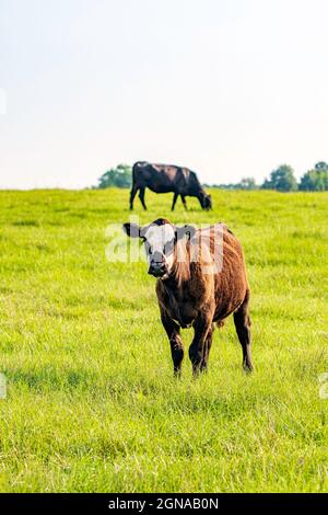 Schwarze, baldige Färse, die auf die Kamera im Vordergrund blickt, wobei die Kuh im Hintergrund unscharf und der negative Bereich darüber grast. Stockfoto