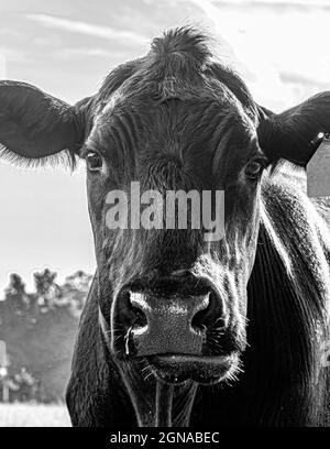 Nahaufnahme des Gesichts einer Angus-Kuh. Stockfoto