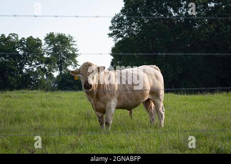 Charolais-Stier, der hinter vier Stacheldrahtzaun in grüner Sommerweide steht. Stockfoto