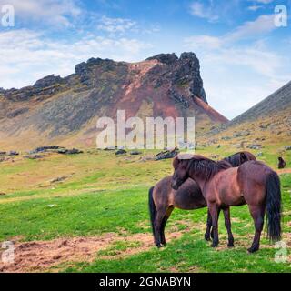 Entwickelt aus Ponys - isländischen Pferden. Farbenfroher Sommermorgen auf der Alm, Stokksnes Landzunge, Island, Europa. Künstlerischer Stil nach PR Stockfoto