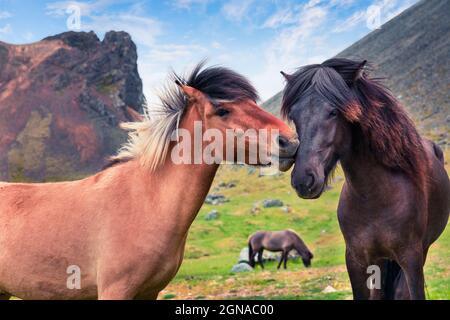 Entwickelt aus Ponys - isländischen Pferden. Farbenfroher Sommermorgen auf der Alm, Stokksnes Landzunge, Island, Europa. Künstlerischer Stil nach PR Stockfoto