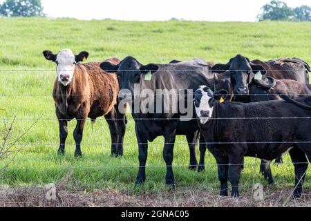 Kommerzielle Rindfleischkühe hinter 5 Stacheldraht-Strängen, die auf einer grünen Sommerweide auf die Kamera blicken. Stockfoto