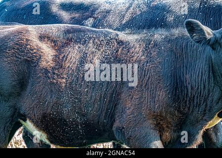 Hornfliegen (Haematobia irritans) auf dem Rücken und an den Seiten eines Angus-Kalbes. Diese Fliegen beißen und ziehen Blut und sind extrem schädlich für Rinder. Stockfoto