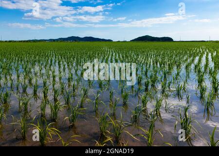 Ländliche Reisfeldlandschaft an einem Sommertag. Ganghwa-gun, Incheon, Südkorea Stockfoto