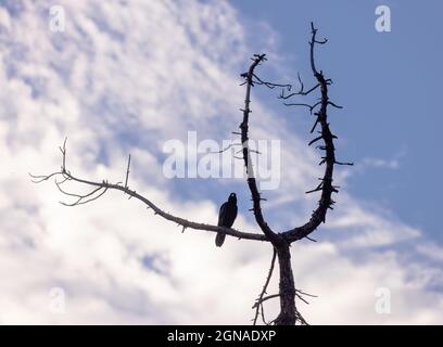 Jugendlicher Rabe auf totem Baum Stockfoto