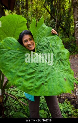 Panamaisches Mädchen und großes Blatt im Nebelwald des La Amistad Nationalparks, Provinz Chiriqui, Republik Panama, Mittelamerika. Stockfoto